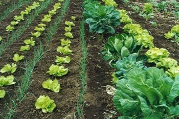 Câmara corresponde a apelo de horticultores
